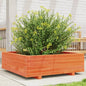 Vaso/floreira de jardim 80x80x26,5 cm pinho maciço castanho-mel