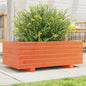 Vaso/floreira de jardim 70x40x26,5 cm pinho maciço castanho-mel